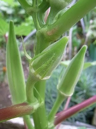 園芸ナビ 花と野菜の育て方