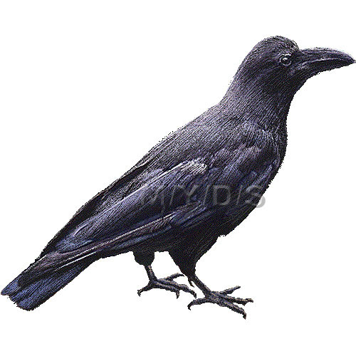 嘴太烏 ハシブト ガラス カラスのイラスト 条件付フリー素材集