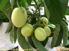 ch - cv cameron apple