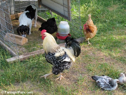 Chicken Bert 2 - FarmgirlFare.com