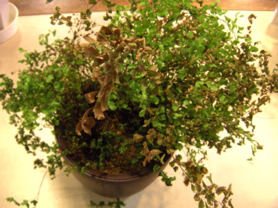 一夏の後悔 アジアンタム復活の軌跡 プロトリーフの観葉植物ブログ