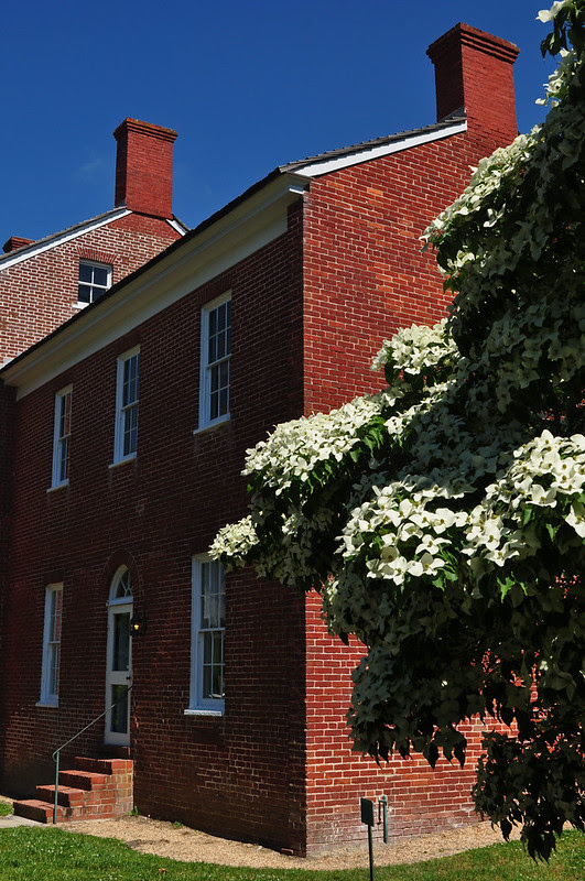 Kerr Place - Cornus kousa