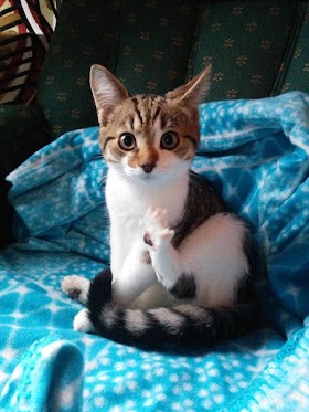 meow the cat pet hack Meow, the cat pet