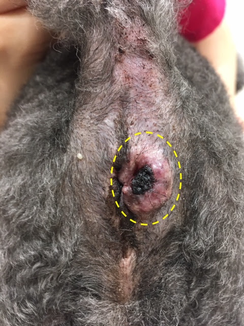 犬のはなし チャオ動物病院 Part 5