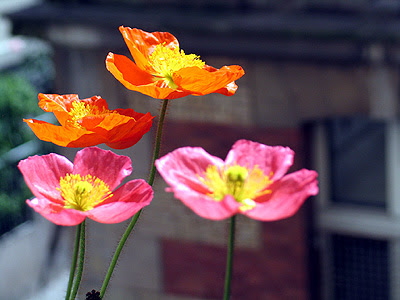 Mena's Mohn Balkon Paris 3.6.09