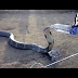  Thirsty cobra drinks directly from a man's water bottle