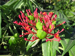 Jatropha multifida 3