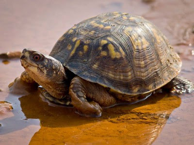The Eastern Box Turtle Terrapene Carolina Carolina Box Turtle World
