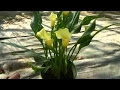 √70以上 お花 カラーの育て方 275697