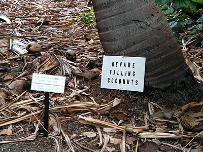 Beware Falling Coconuts