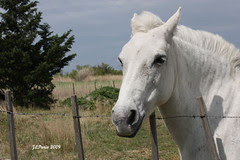 White horses of the Camargue