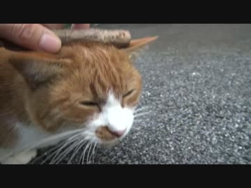公園猫戦争 ビューティー激おこ By ねこかます 動物 動画 ニコニコ動画