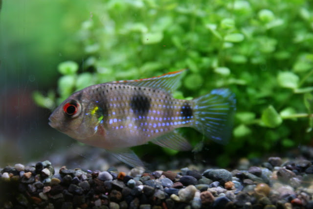 水槽に増えてしまう厄介なスネール対策 熱帯魚 アクアリウム情報マガジン