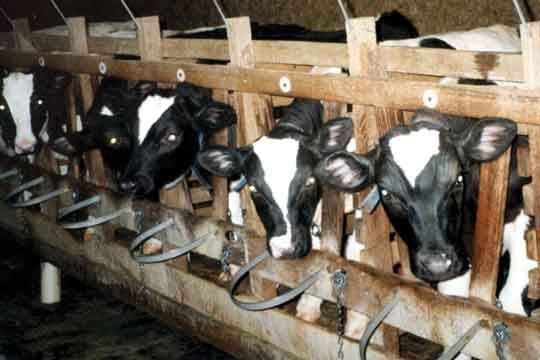  photo 540x360_cows_vealrow_fs-veal-pen_zps846829d7.jpg