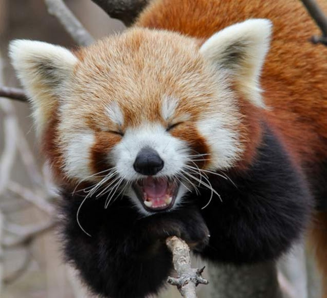 What Does The Red Panda Says Haeckeliano