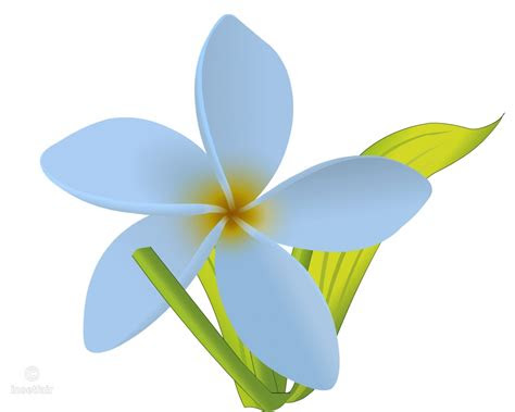 white jasmine flower vector drawing  adobe flash