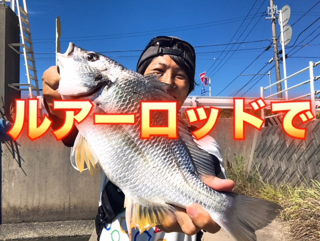 ルアーロッドで楽しむクロダイの落とし込み釣り 六畳一間の狼ブログ
