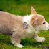Free Corgi Puppies Florida / Why buy a corgi puppy for sale if you can adopt and save a life?