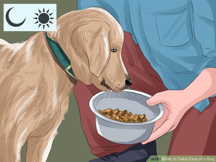 Take Care of a Dog Step 2 Version 2.jpg
