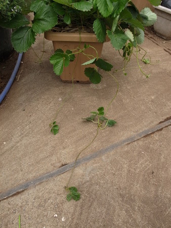 イチゴ栽培 ランナー切る時期 暇人主婦の家庭菜園 楽天ブログ