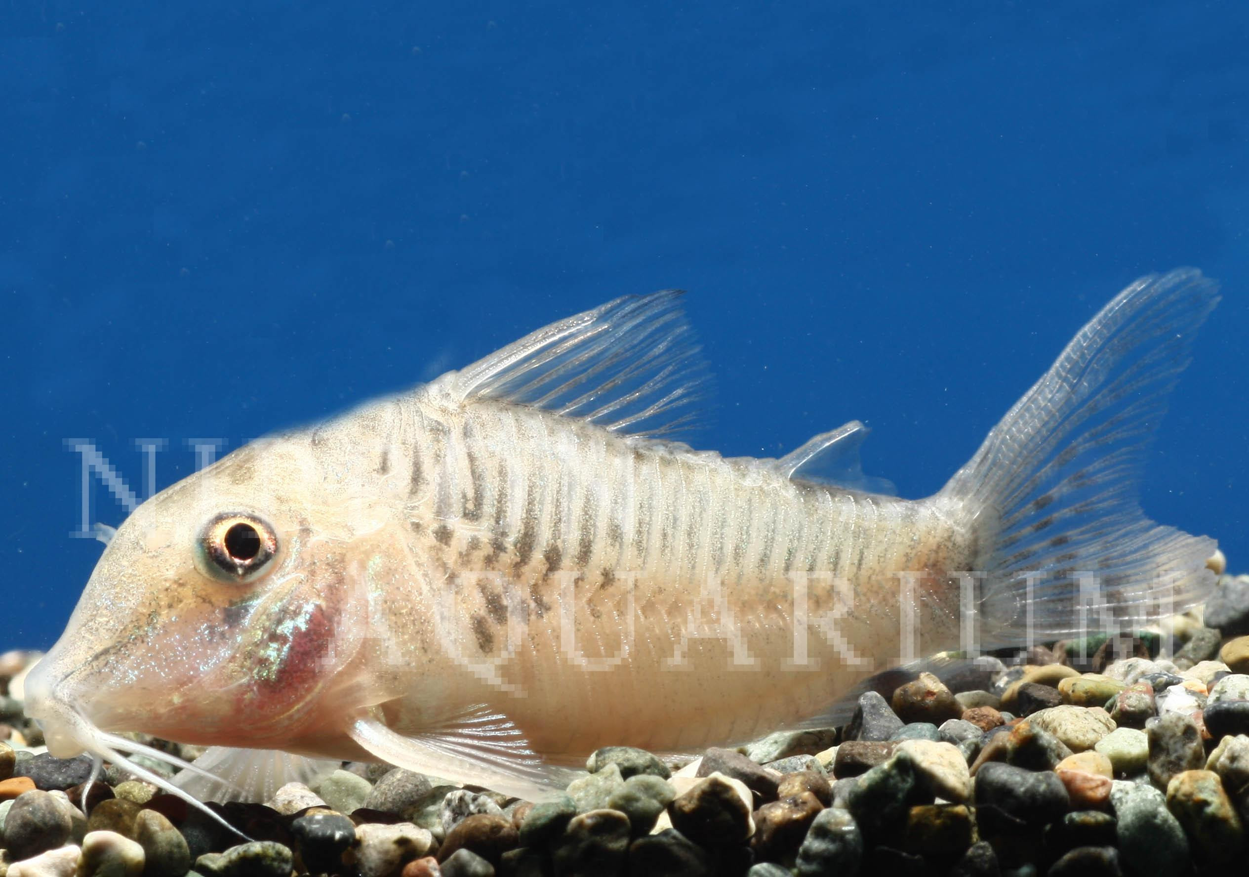コリドラス 熱帯魚図鑑 熱帯魚の飼育 混泳 繁殖 病気など