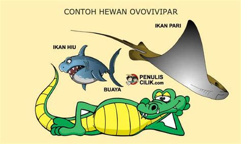 contoh hewan ovovivipar penulis cilik