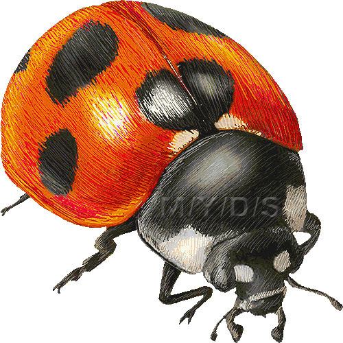 七星天道 ナナホシ テントウ てんとう虫のイラスト 条件付フリー素材集