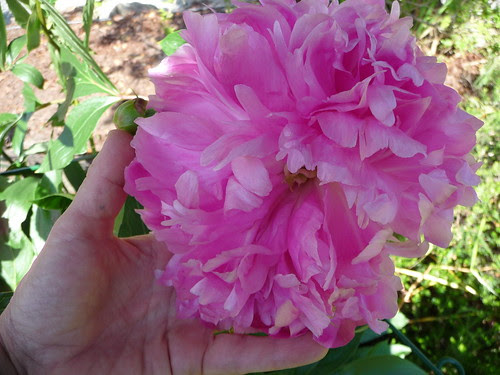 Peony!