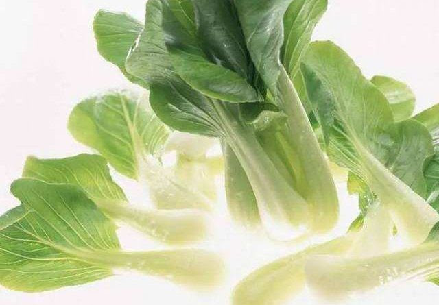阳台种菜 阳台种植小白菜 海外华人网