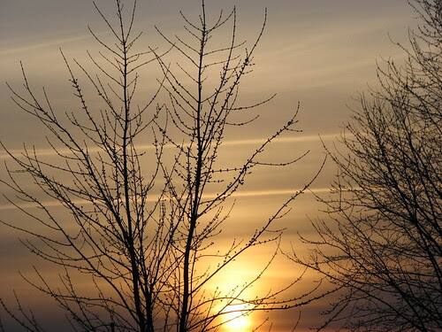 Sunset and Trees