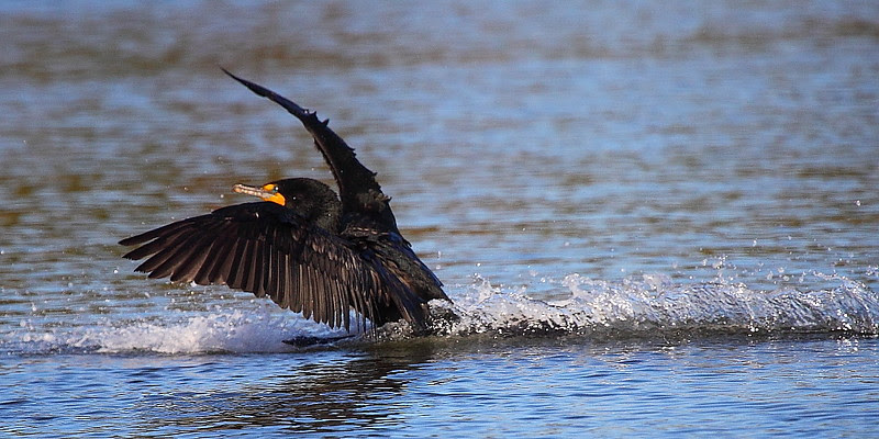 IMG_9849 Double-Crested Cormorant