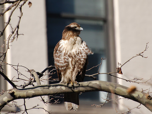 MoHi Juvie Red-Tail