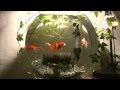 [コンプリート！] 金魚鉢 飼育 177780-金魚鉢 飼育 注意