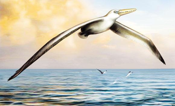 Group for Biology Geeks In fact, it will fly away when attacked, so it's behavior is much like the pteranodon.