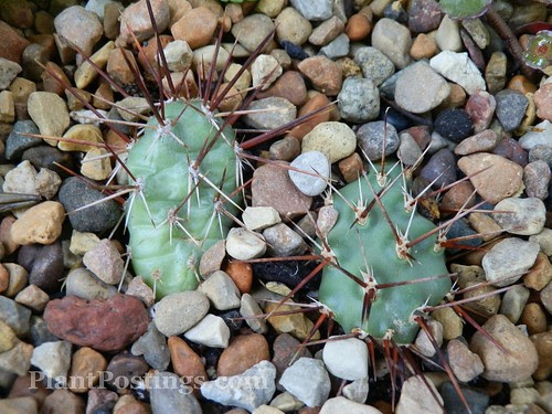 opuntia
