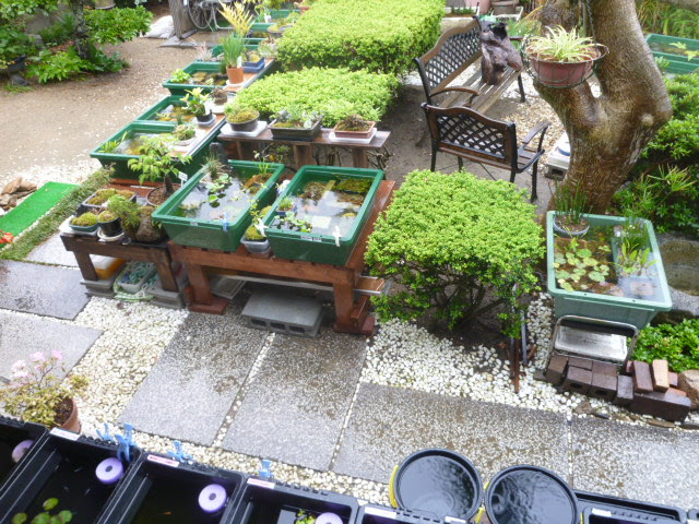 雨水の流入を防げ 87 はな ジ ジのめだか日記