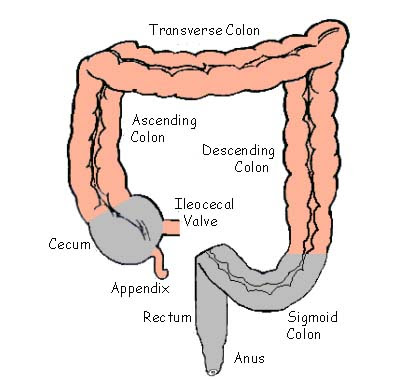In order for waste to be evacuated effectively, the colon (see diagram 