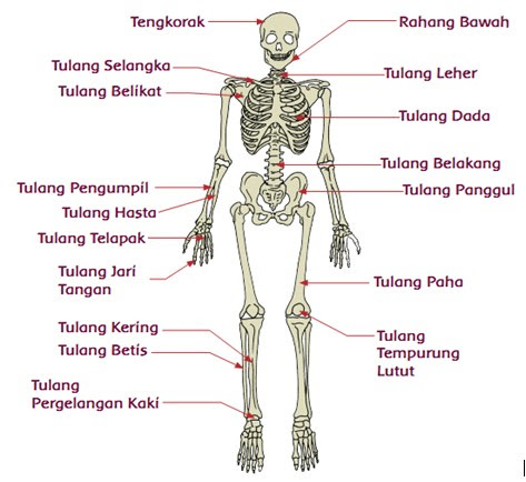 Alat gerak dan  fungsinya  pada hewan  dan  manusia serta cara 