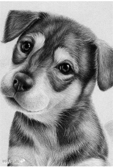 ideas  inspiration    draw animals