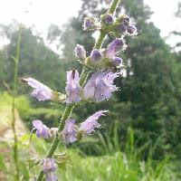 はなq 花の色から検索 夏に咲く紫色の花を写真で探す草花 樹木の図鑑