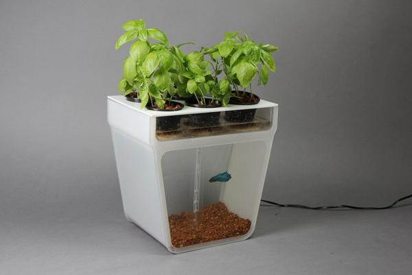 Fish Tank Aquaponics System