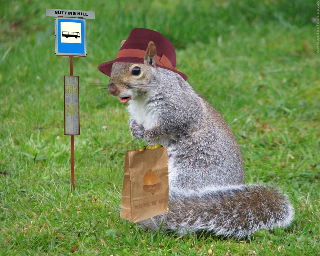 New Squirrel Wallpapers