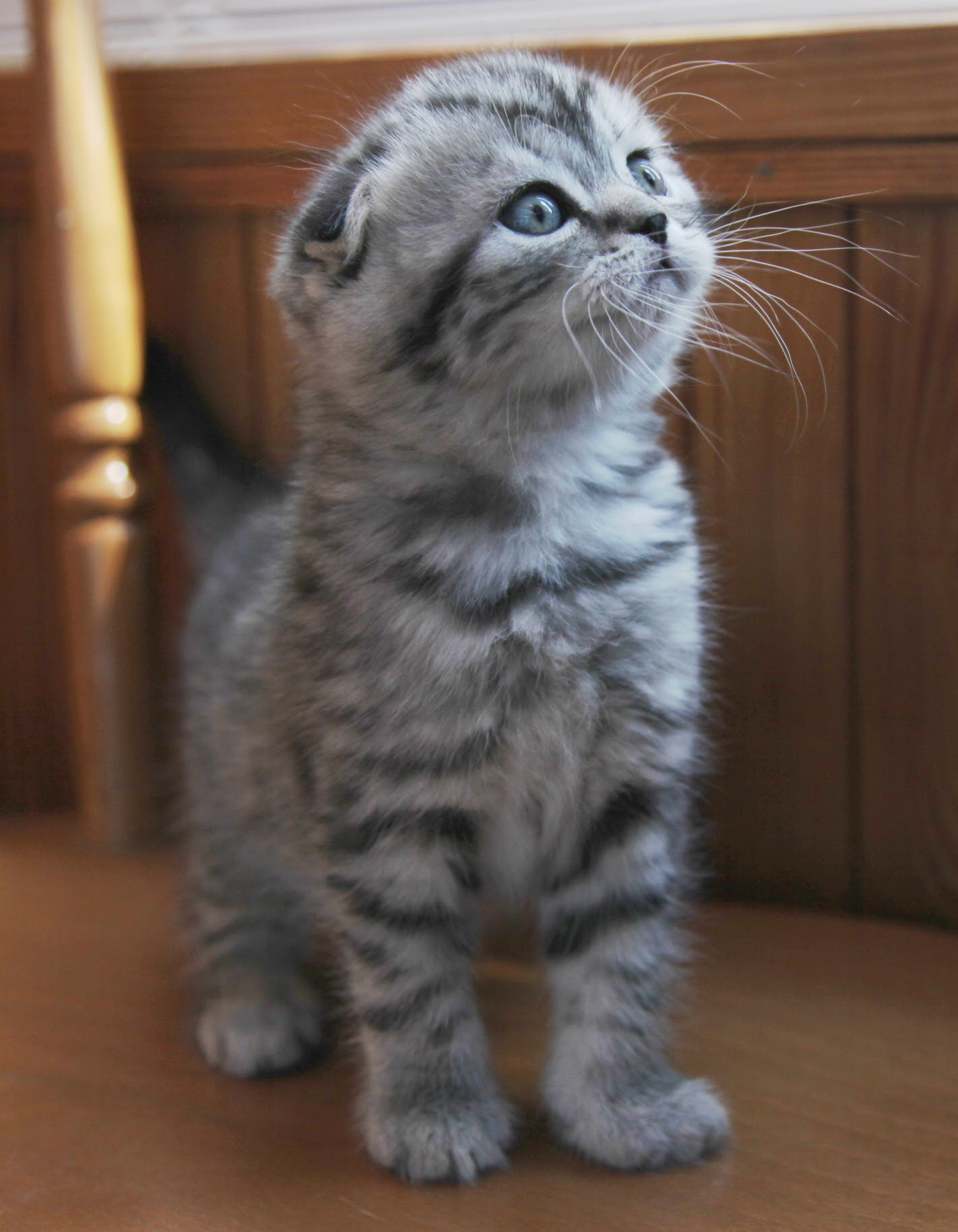 Scottish Fold Munchkin kittens for sale | Scottish Fold ...