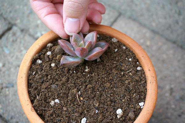 カット苗を使った寄せ植え編 カクト ロコがオススメする多肉植物のアレンジ講座