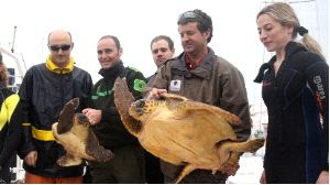 Suelta de tortugas bobas en Cabo Palos