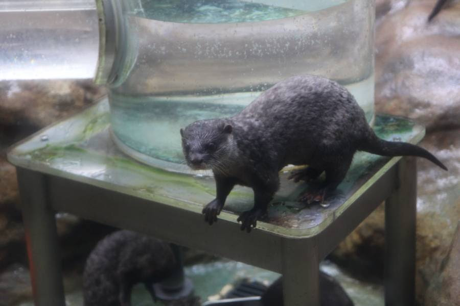 写 サンピアザ水族館 札幌 4 ぴかりんの頭の中味