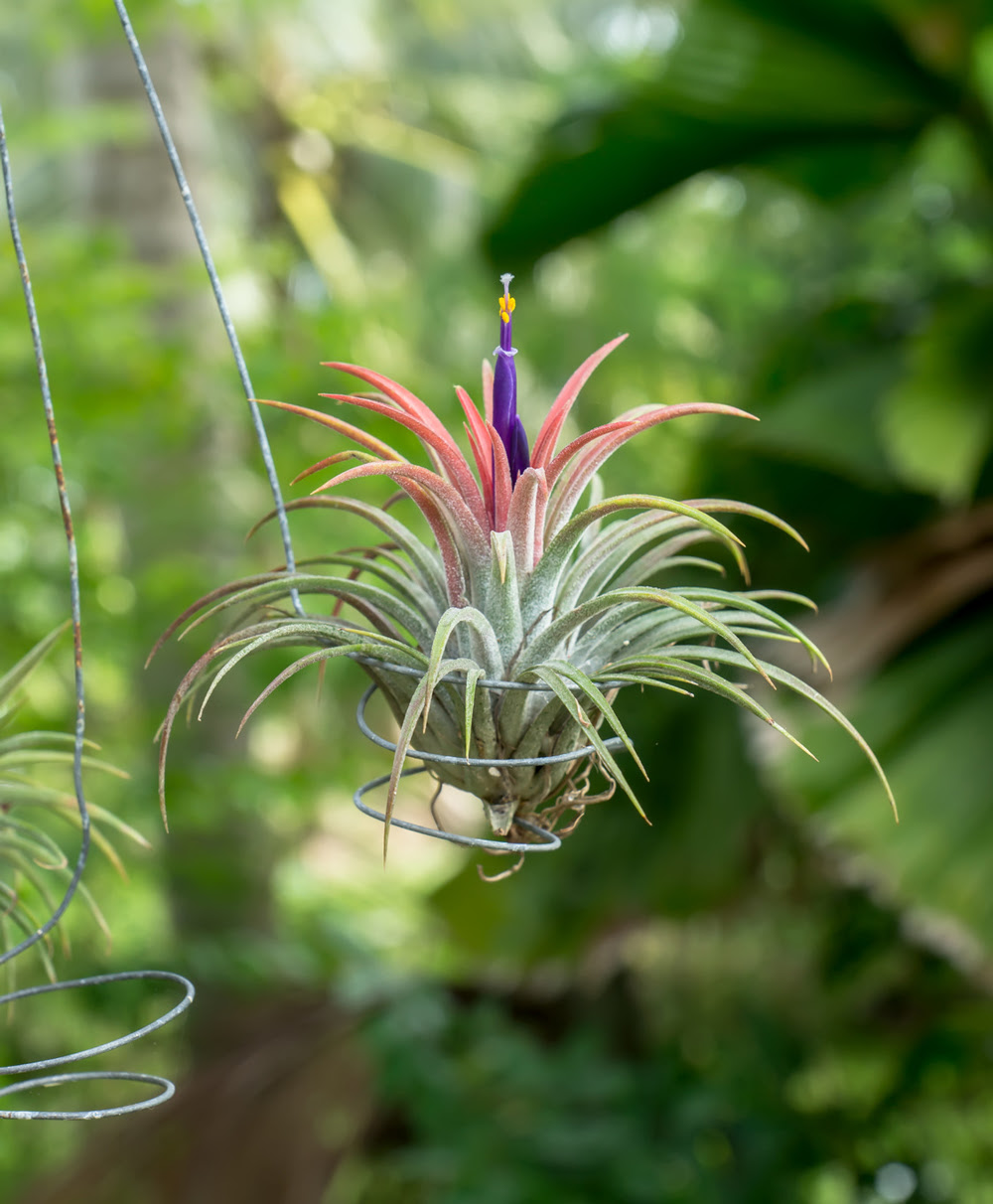 エアプランツを枯らしたことのある方も必見 管理が楽なエアプランツの育て方 植木鉢ナビ