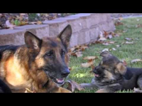 Best Dog Training Video Ever! - 11 week old trained German Shepherd ...