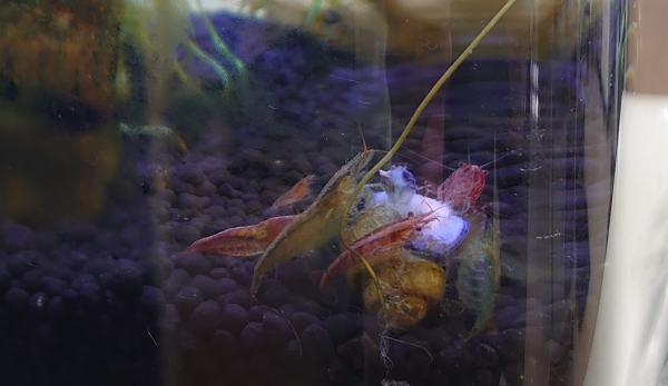 在宅医療の情報を発信 どんぐりブログ