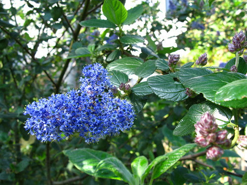 Ceanothus